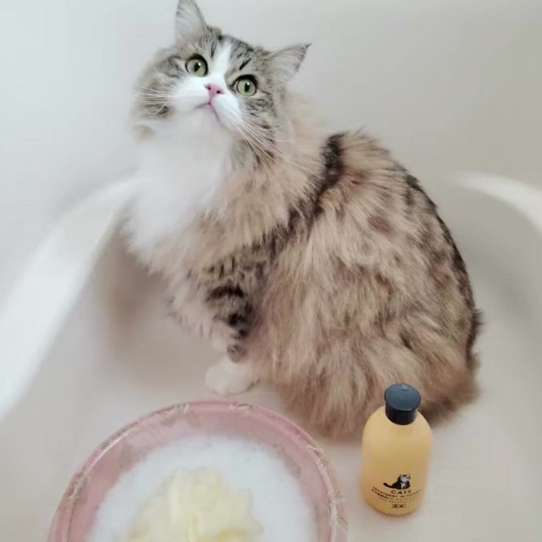 キャッツ アンバサダー ボイス