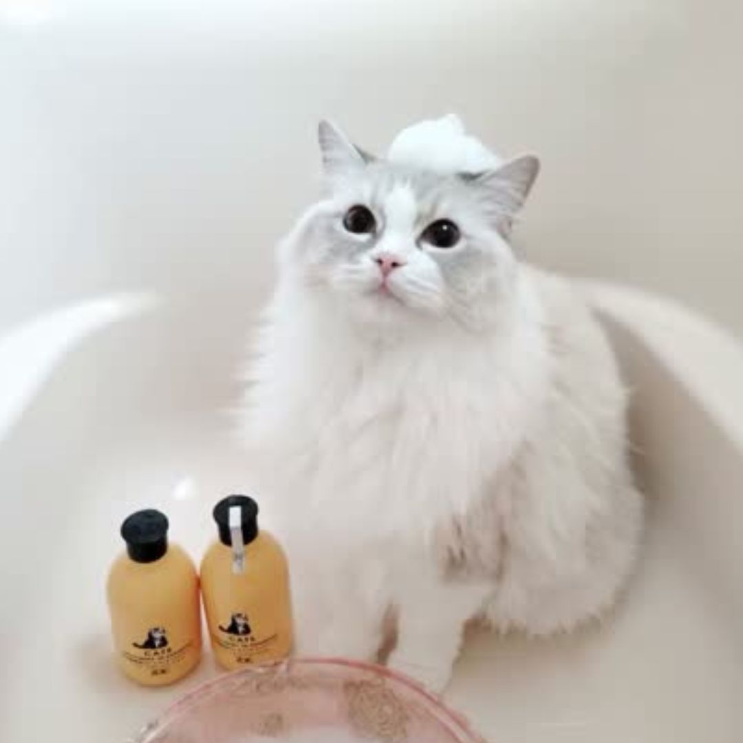 キャッツ アンバサダー ボイス