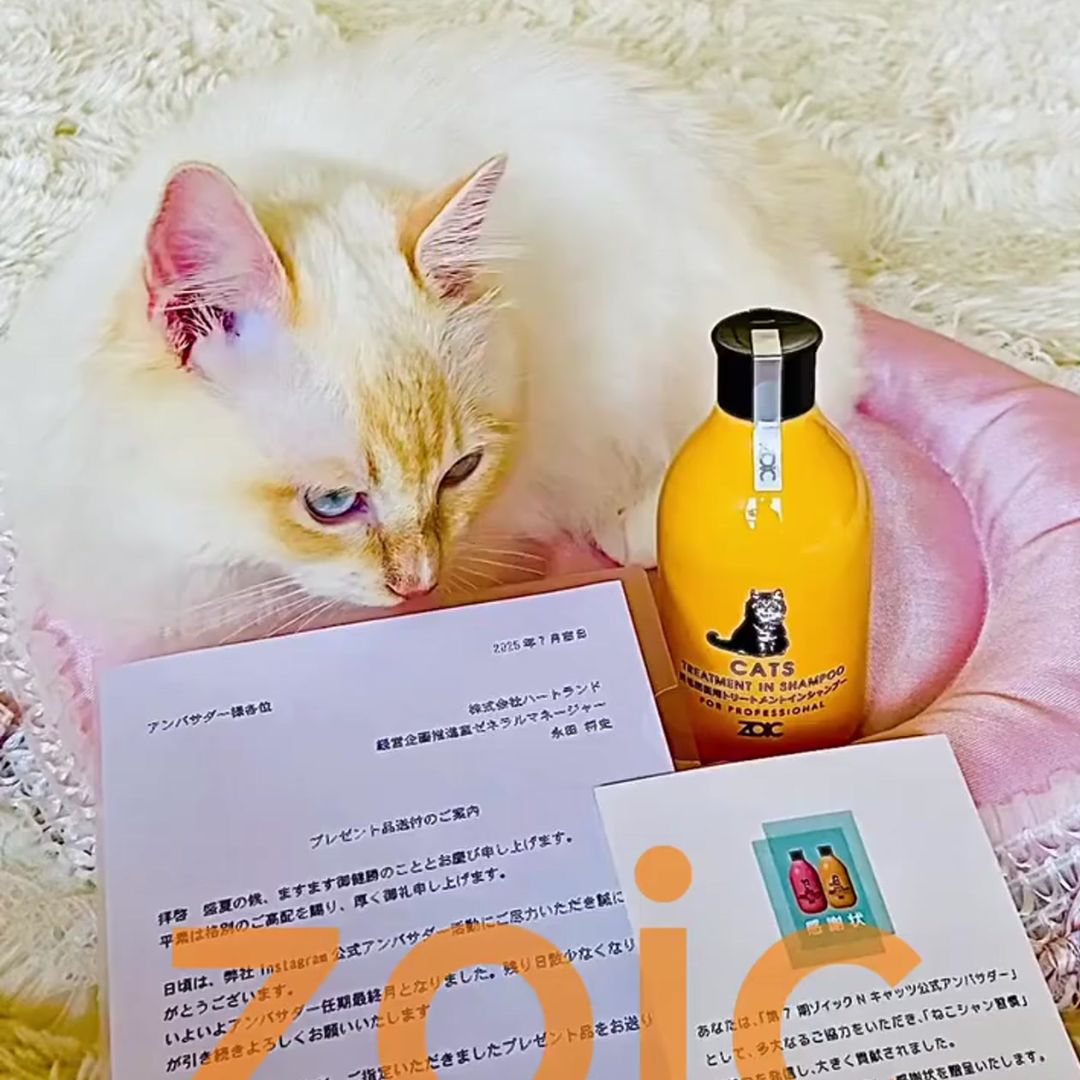 キャッツ アンバサダー ボイス