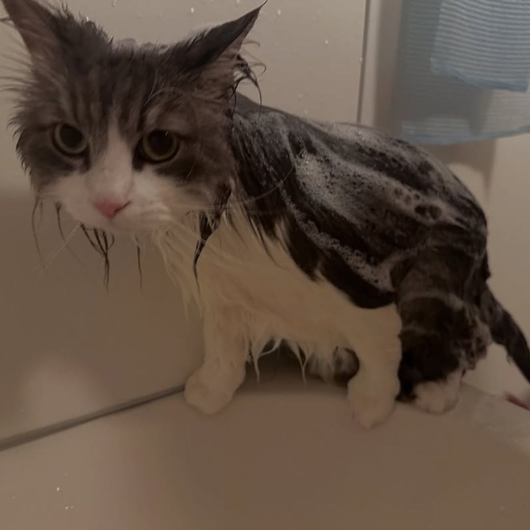 キャッツ アンバサダー ボイス