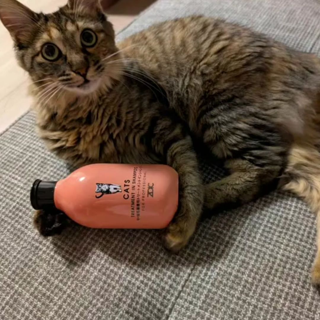 キャッツ アンバサダー ボイス