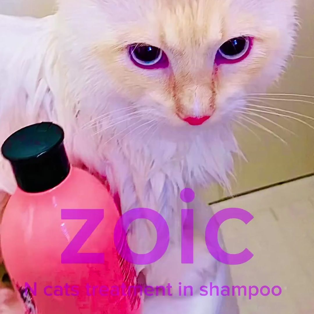 キャッツ アンバサダー ボイス