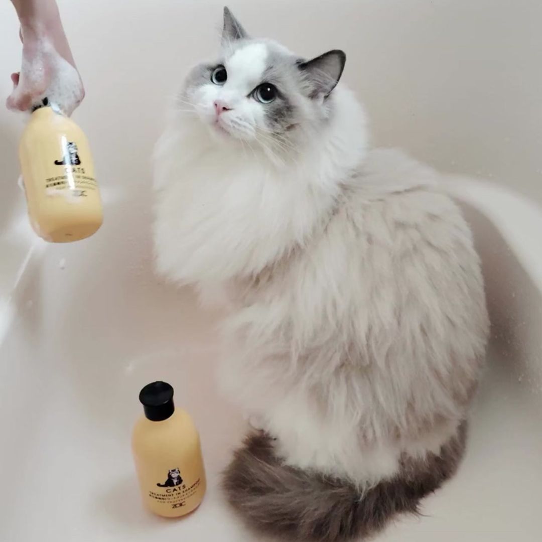 キャッツ アンバサダー ボイス