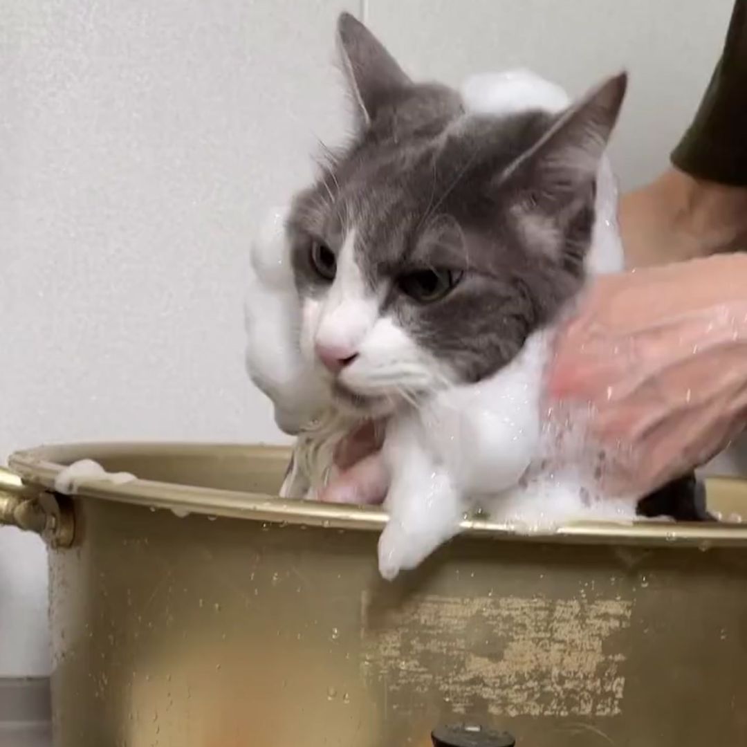 キャッツ アンバサダー ボイス