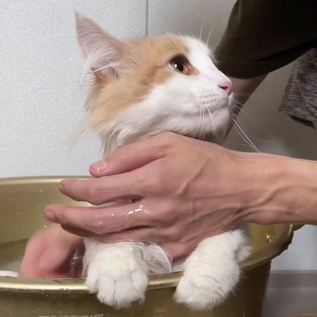 キャッツ アンバサダー ボイス