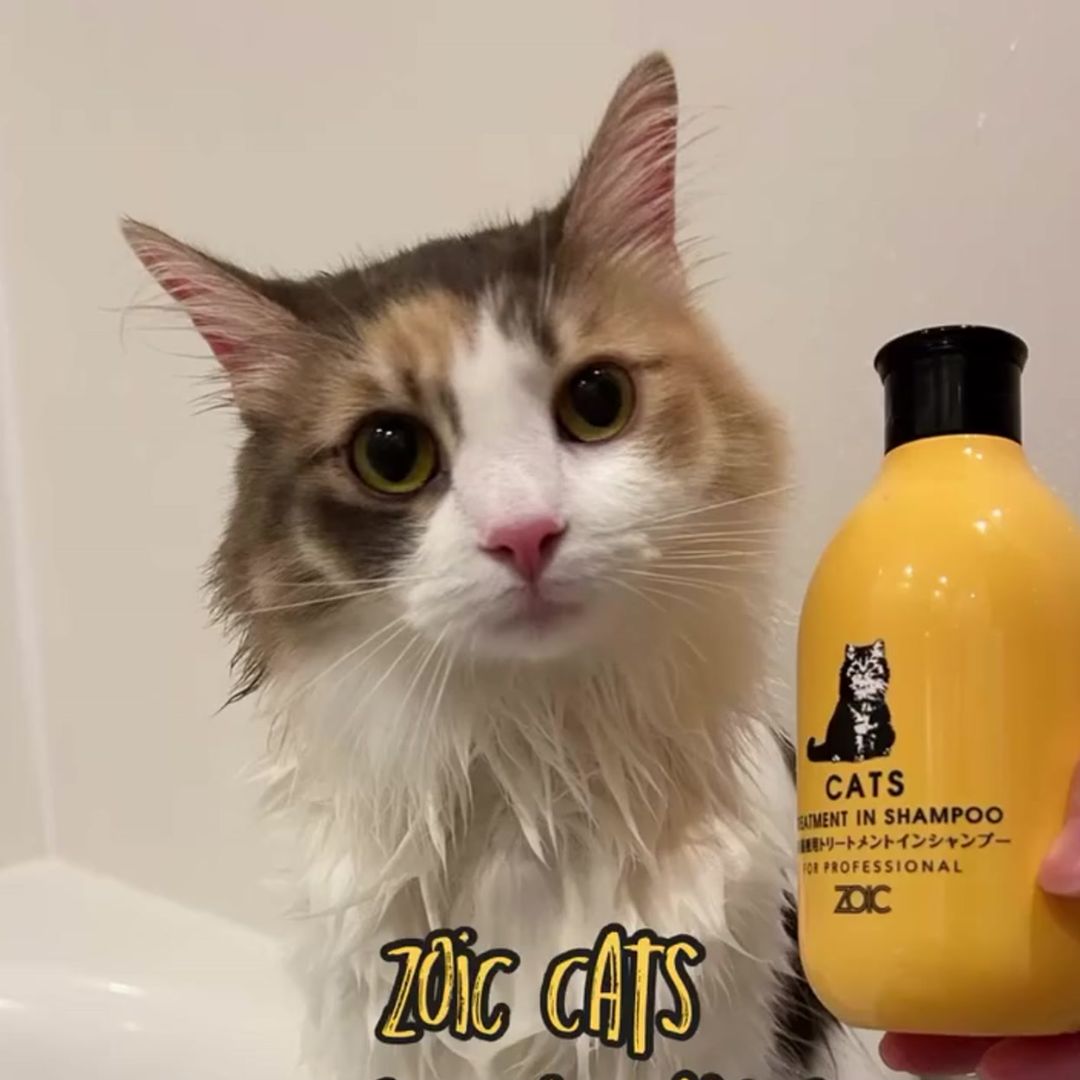 キャッツ アンバサダー ボイス