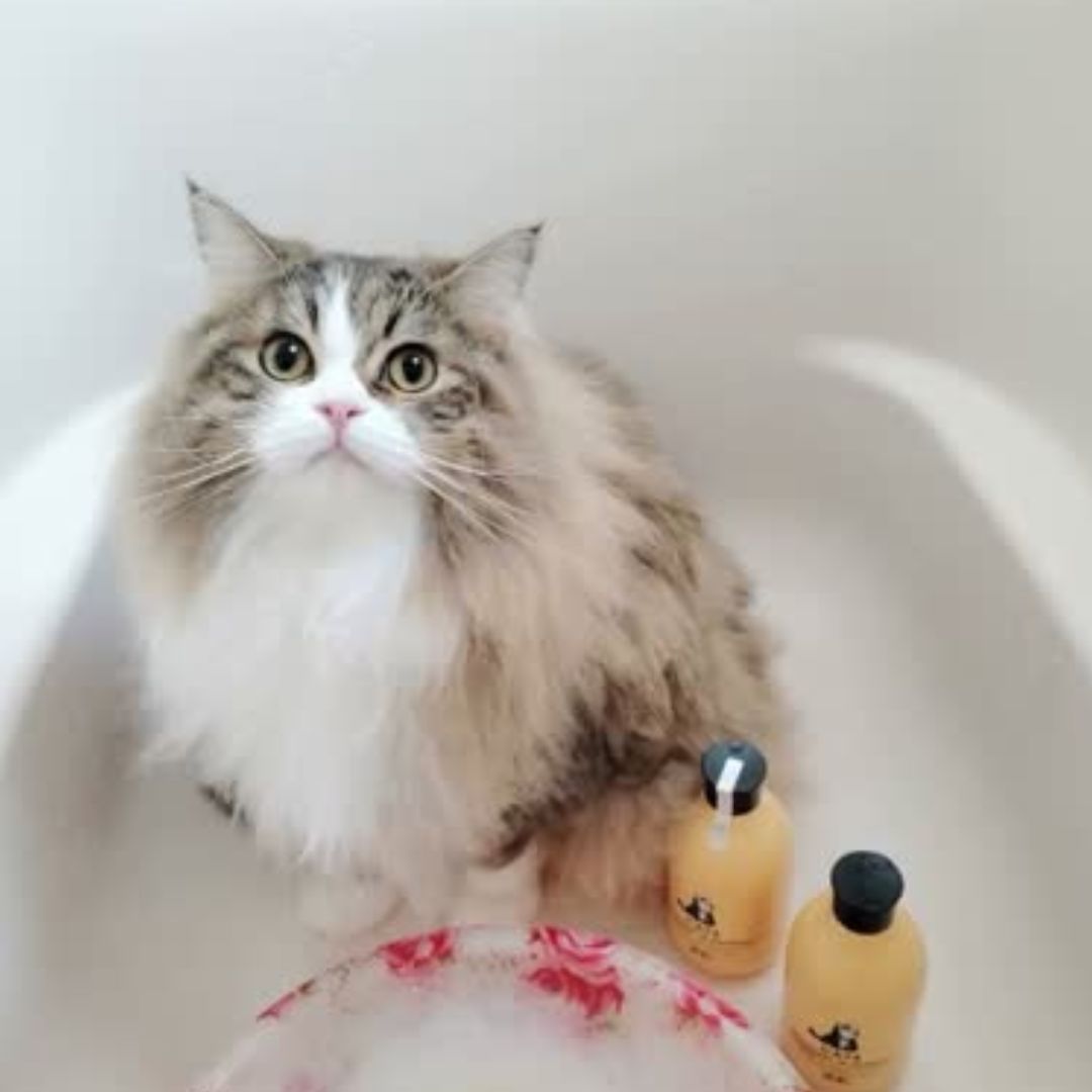 キャッツ アンバサダー ボイス
