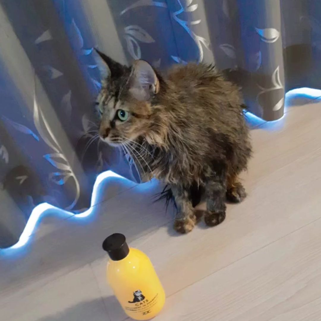 キャッツ アンバサダー ボイス