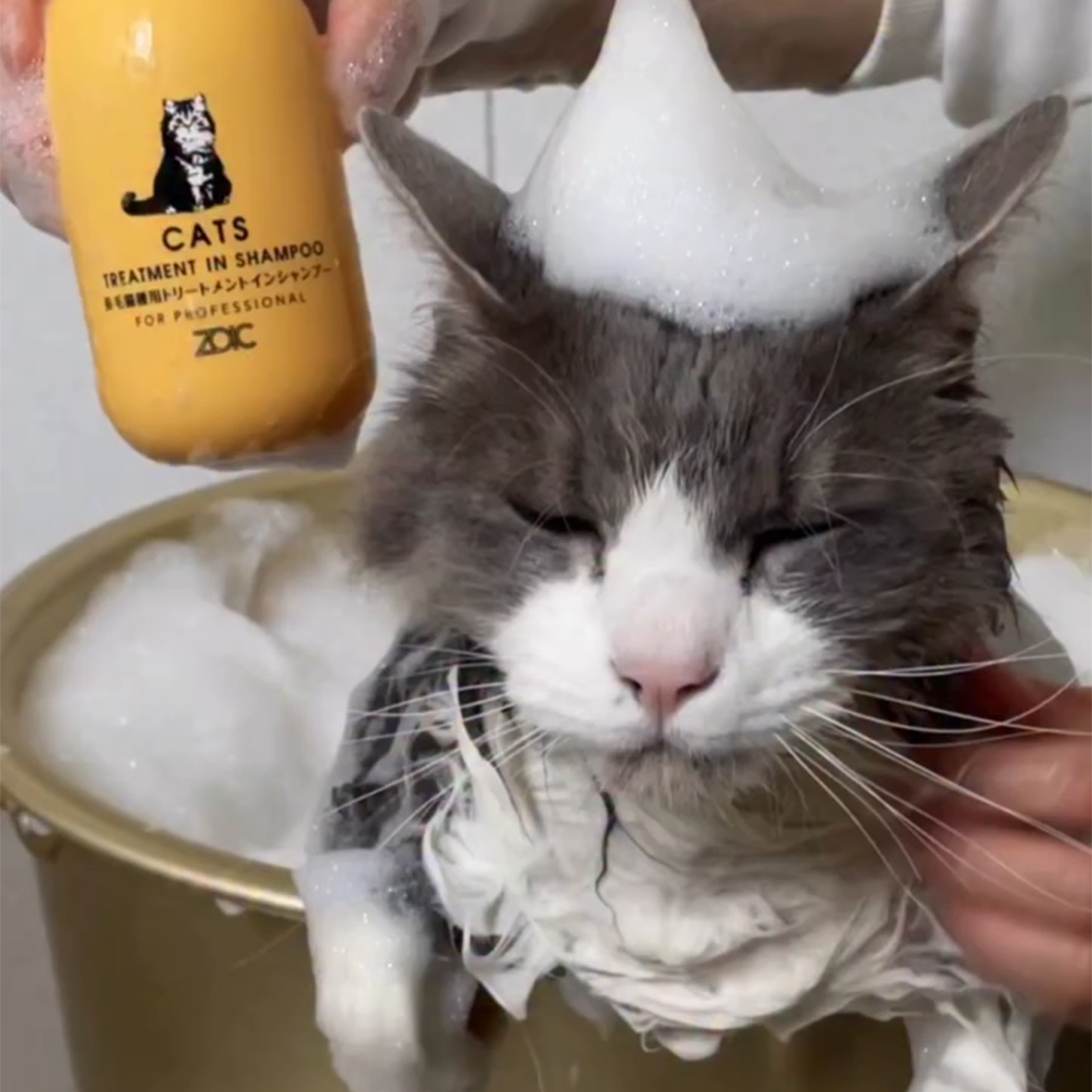 キャッツ アンバサダー ボイス