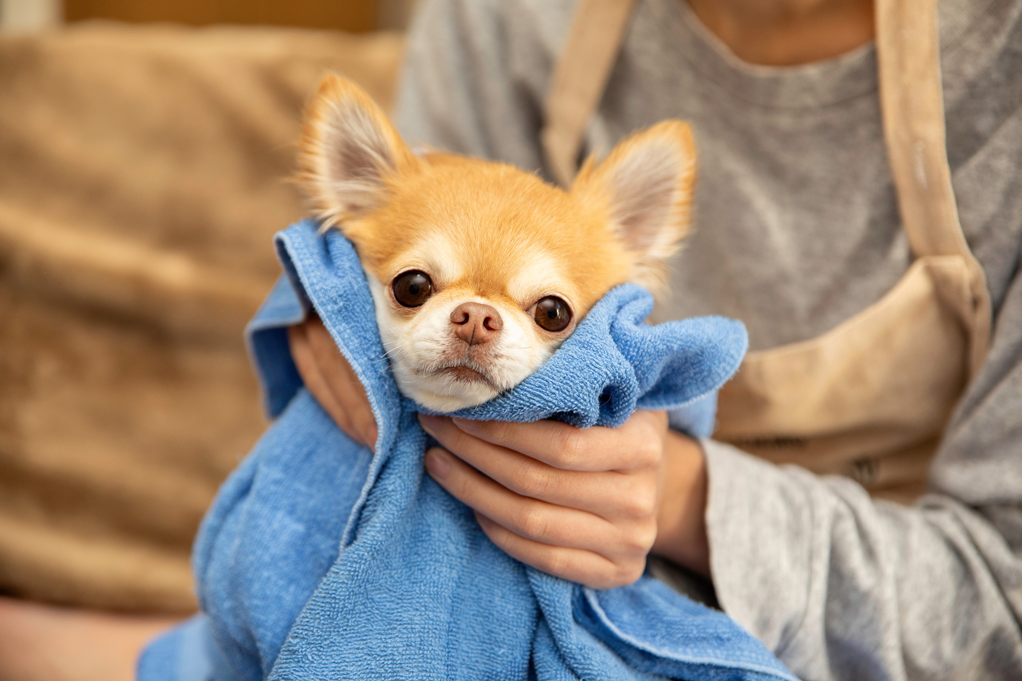 [ペットサロン経営]きたぞ、繁忙期！12月はどう乗り越える？