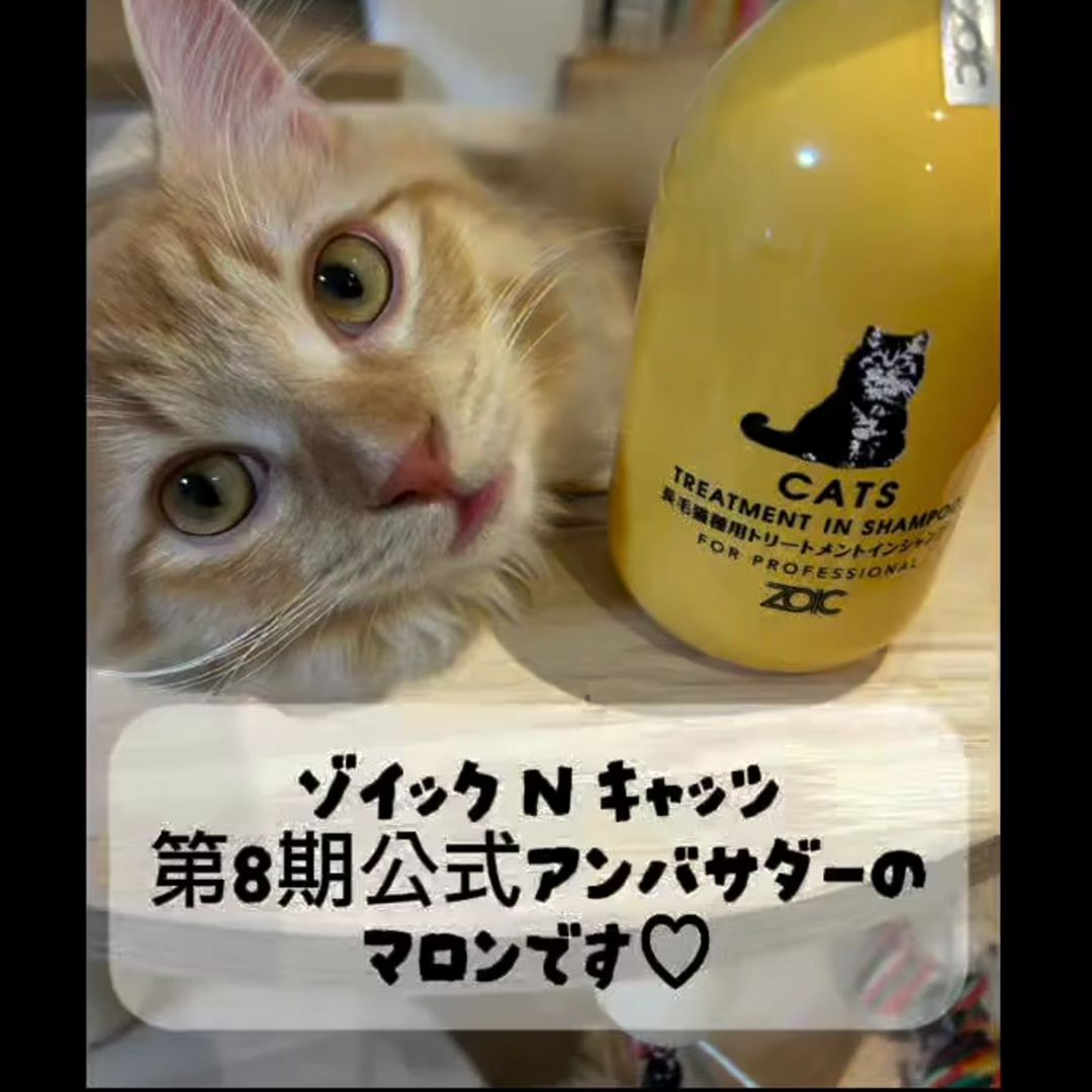 キャッツ アンバサダー ボイス