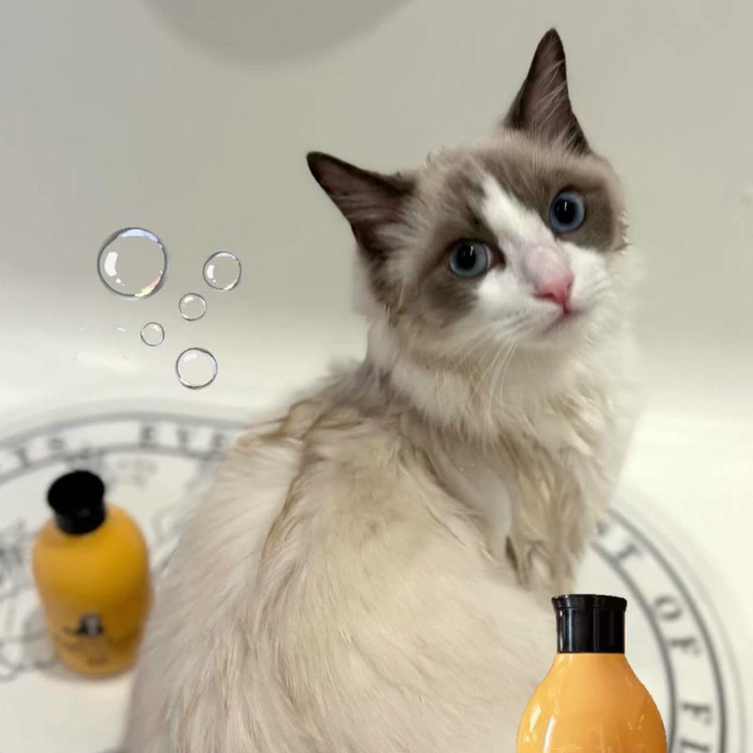 キャッツ アンバサダー ボイス