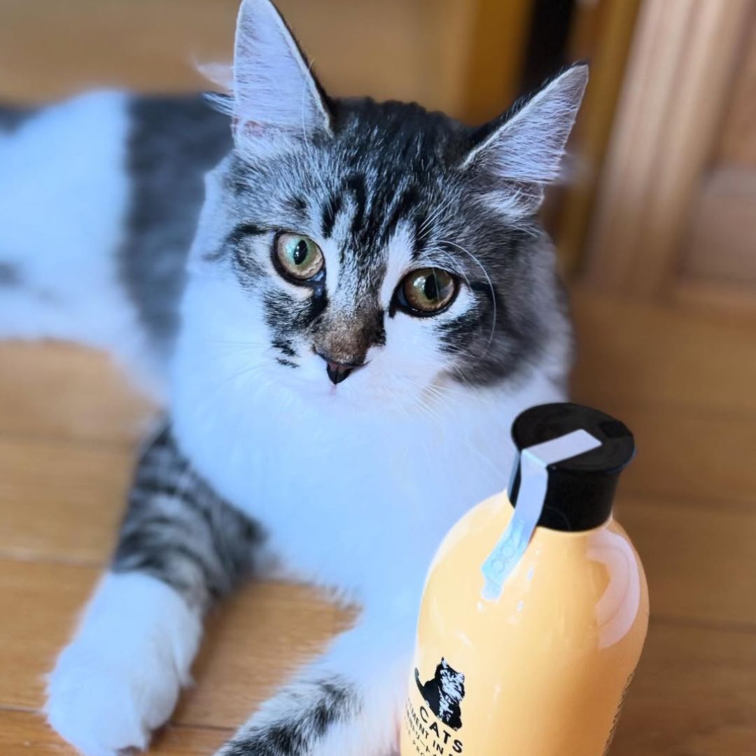 キャッツ アンバサダー ボイス