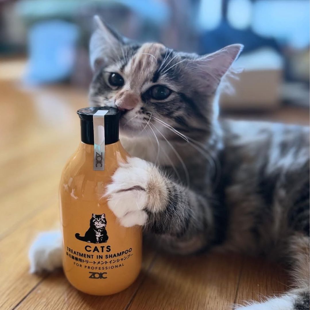 キャッツ アンバサダー ボイス