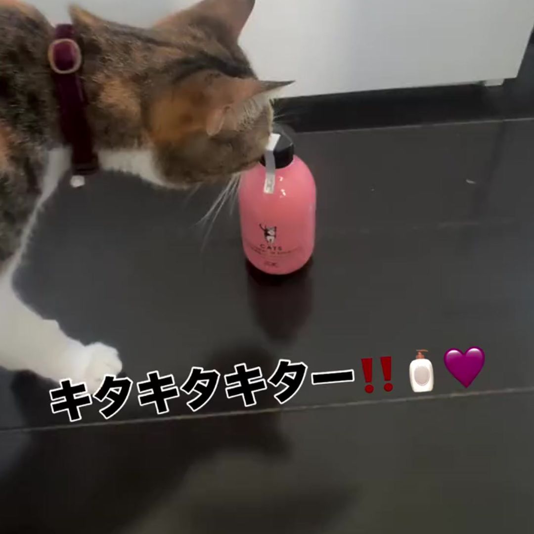 キャッツ アンバサダー ボイス