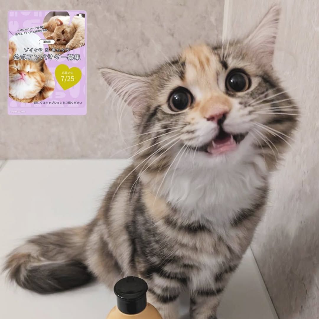 キャッツ アンバサダー ボイス
