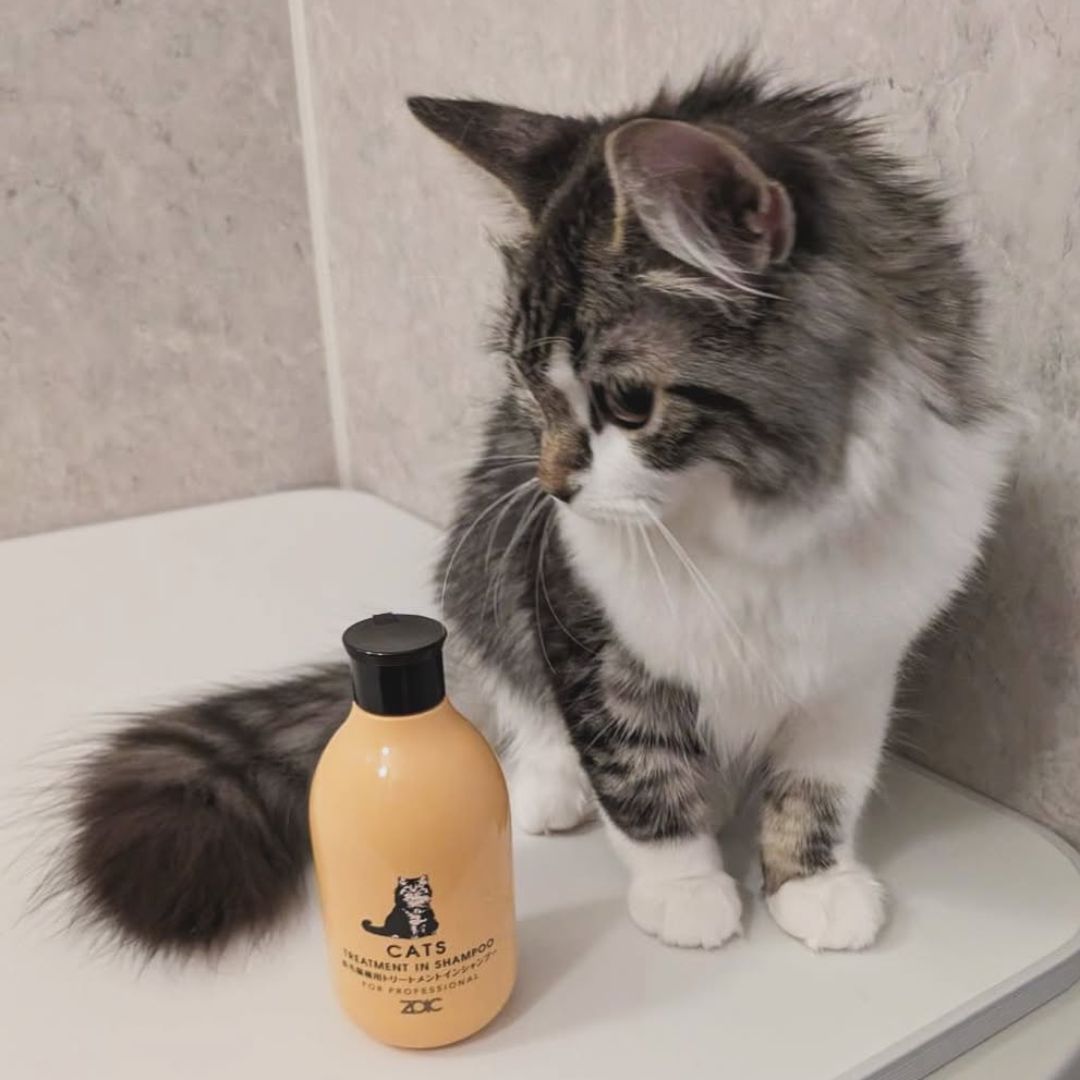 キャッツ アンバサダー ボイス