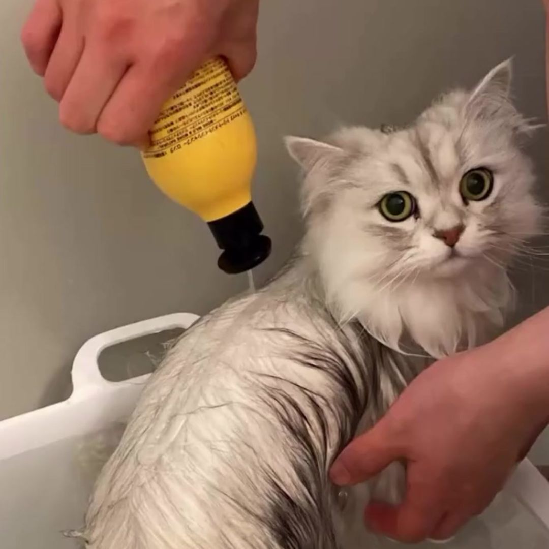 キャッツ アンバサダー ボイス