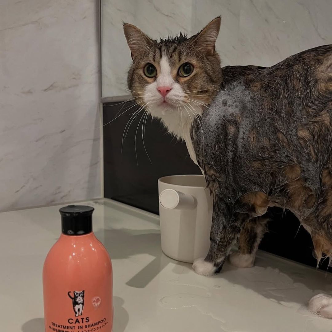 キャッツ アンバサダー ボイス