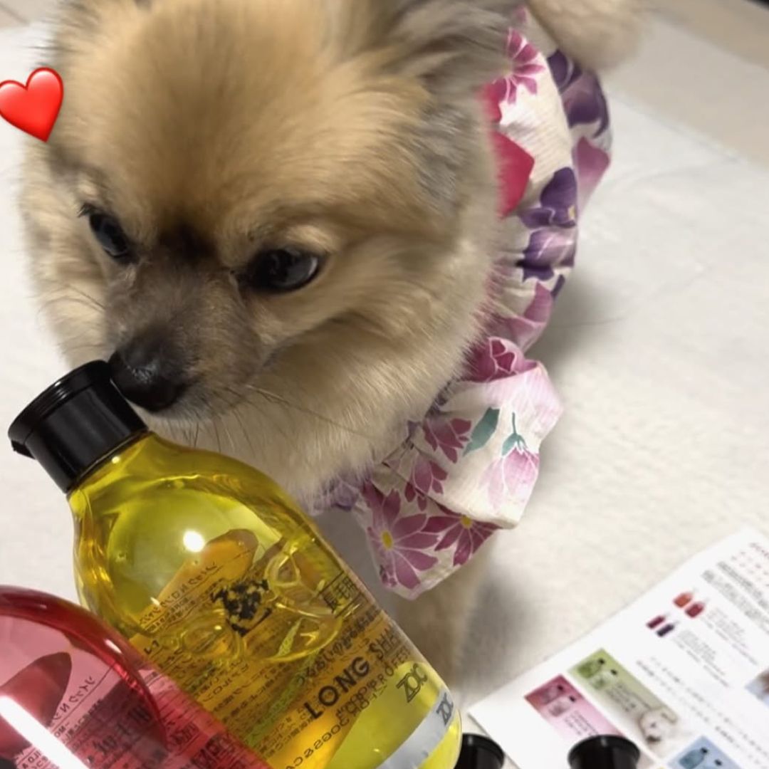 ゾイック N アンバサダー ボイス