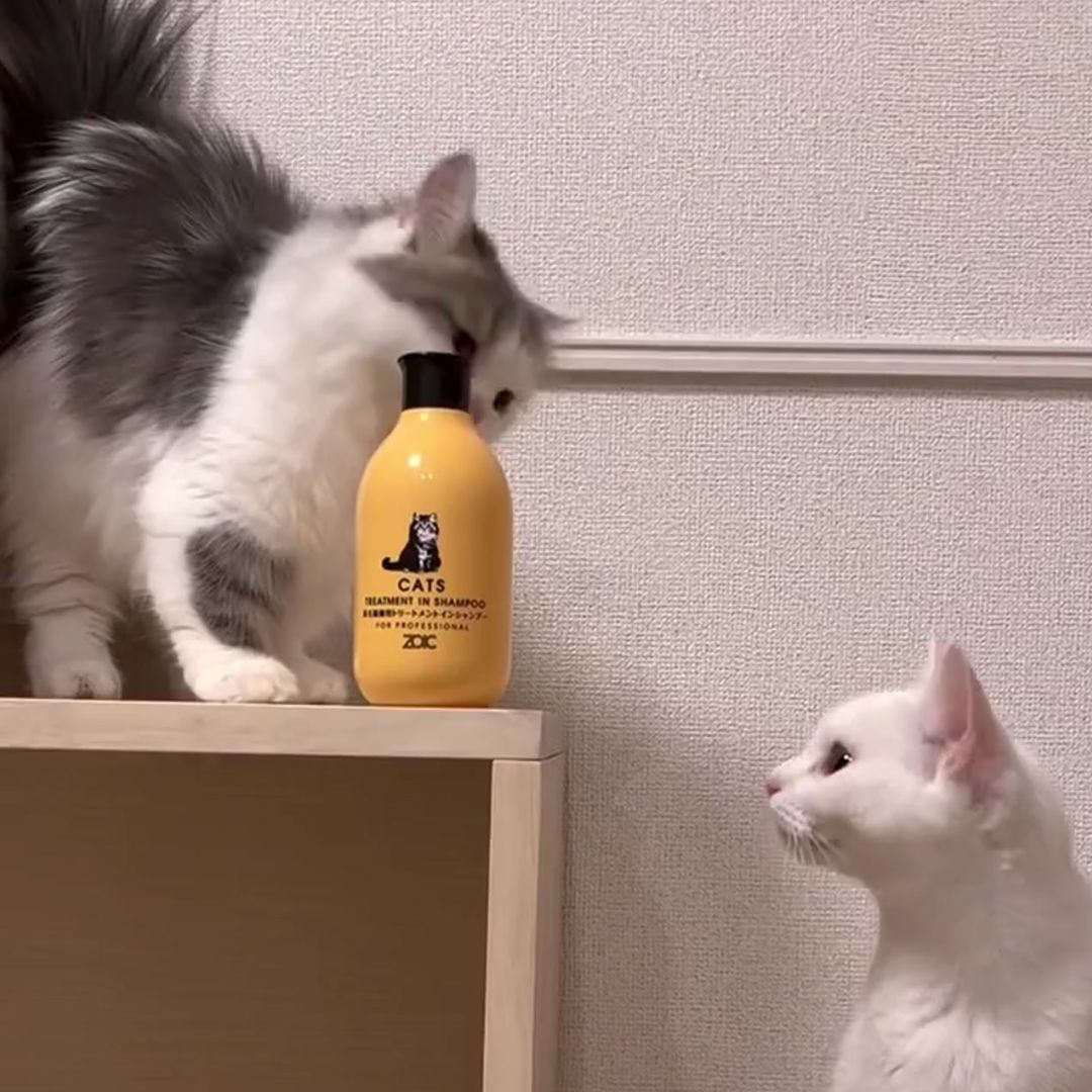 キャッツ アンバサダー ボイス