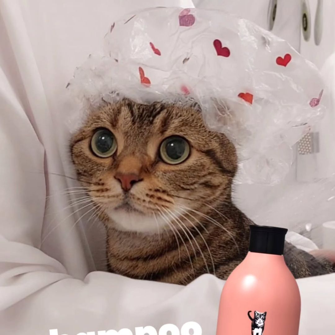 キャッツ アンバサダー ボイス