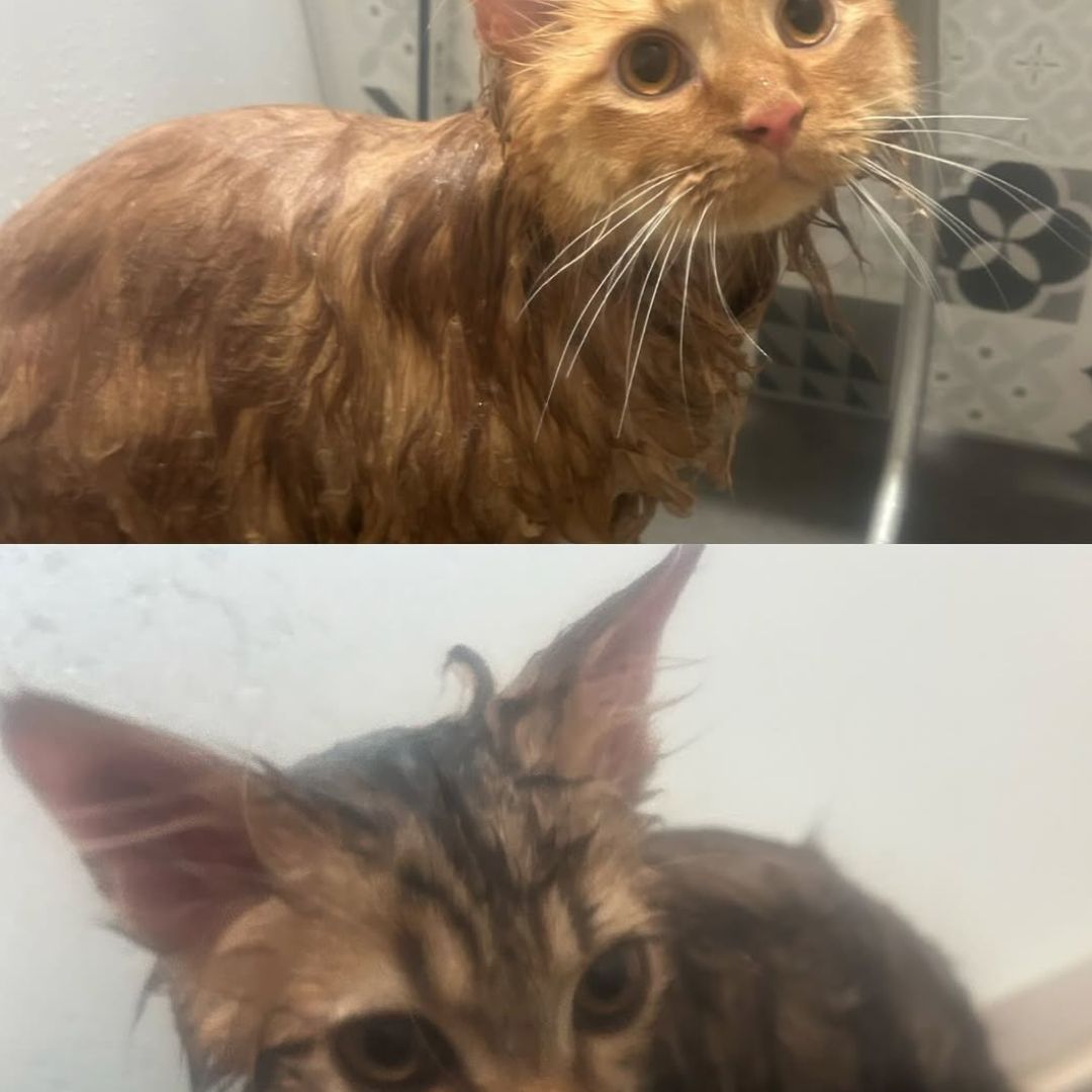 キャッツ アンバサダー ボイス