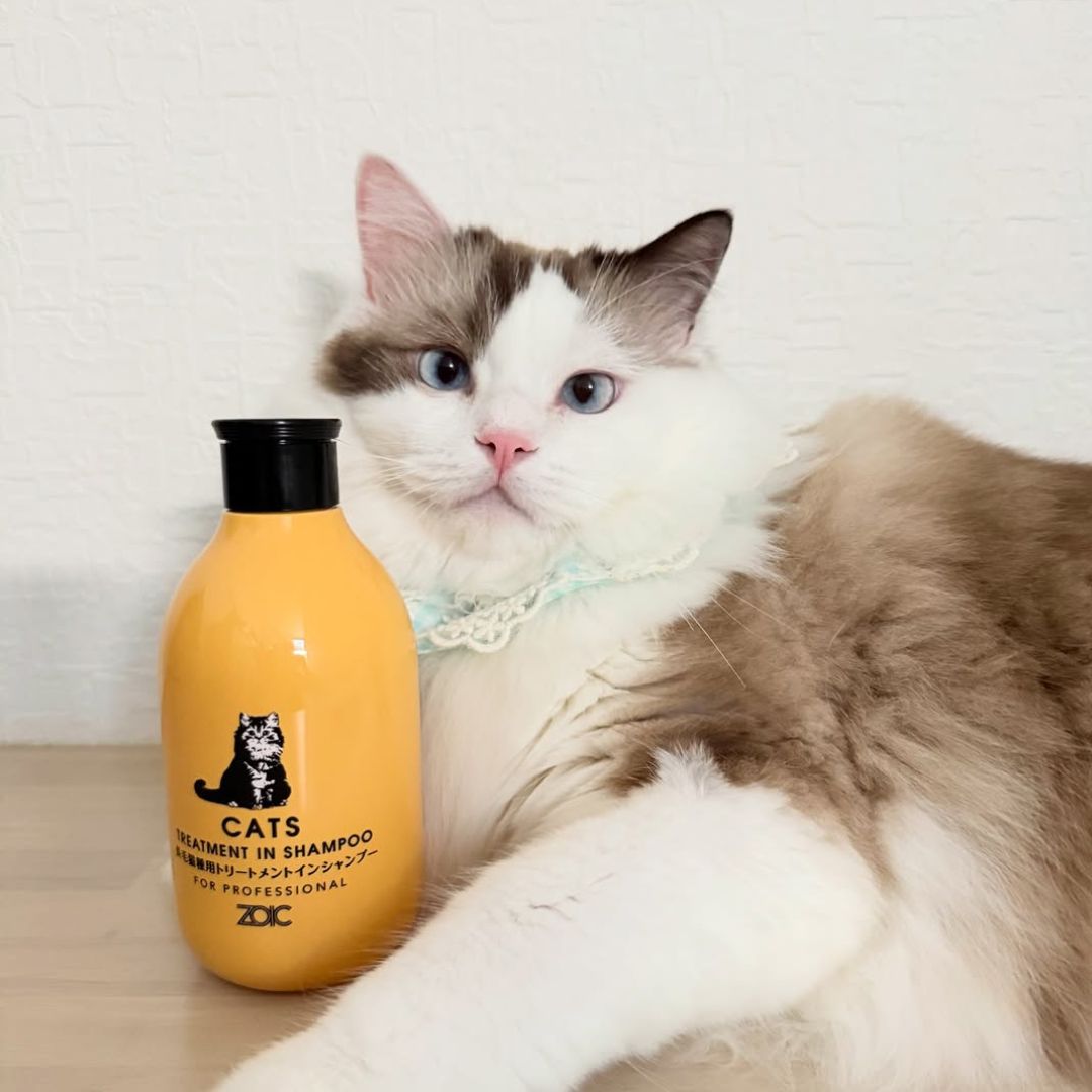 キャッツ アンバサダー ボイス