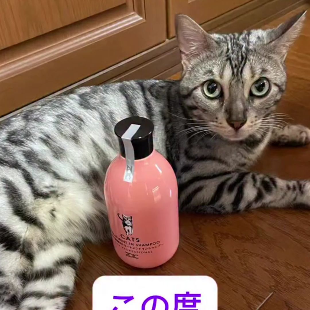 キャッツ アンバサダー ボイス