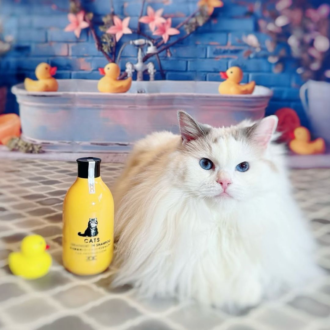 キャッツ アンバサダー ボイス