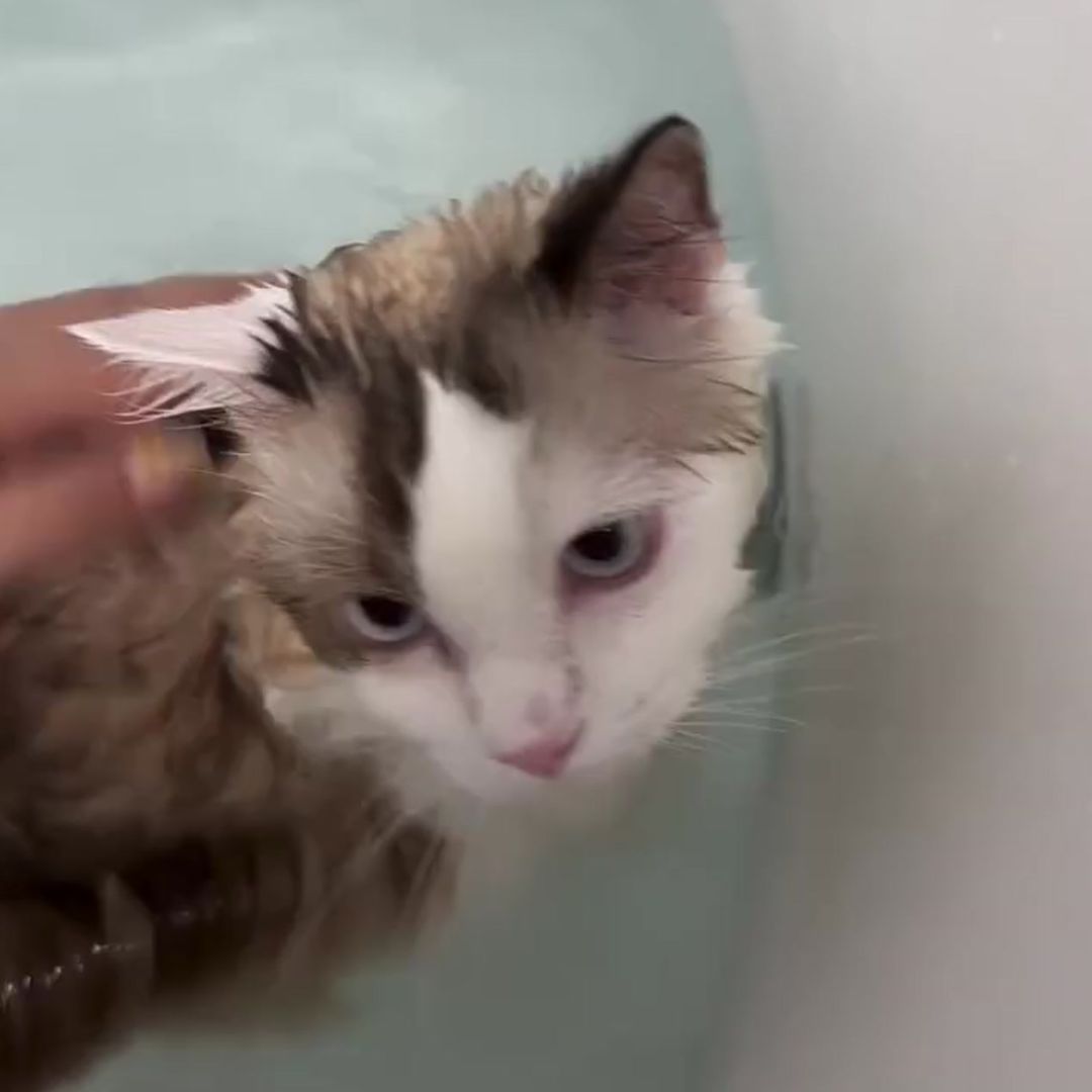 キャッツ アンバサダー ボイス