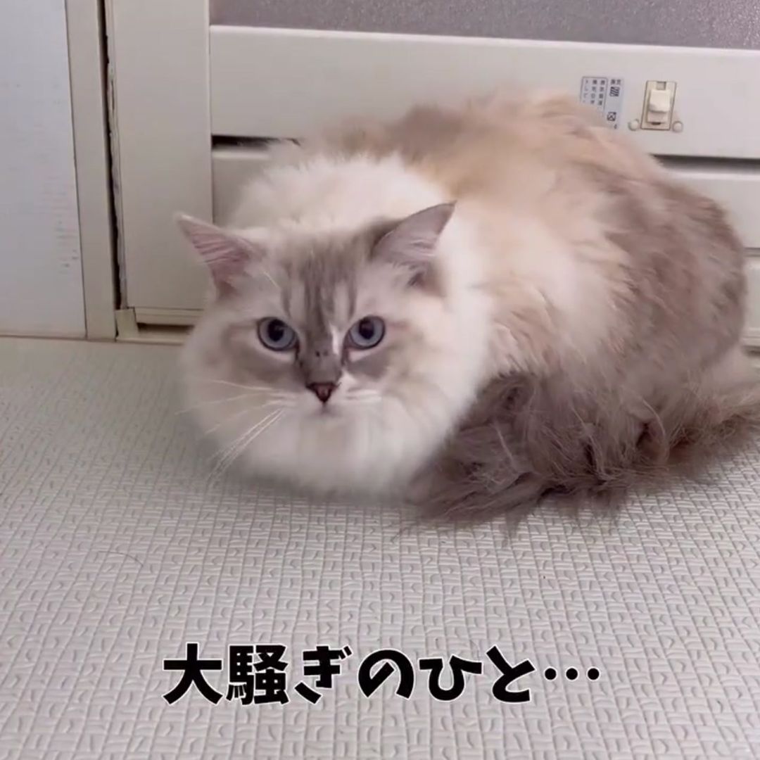 キャッツ アンバサダー ボイス