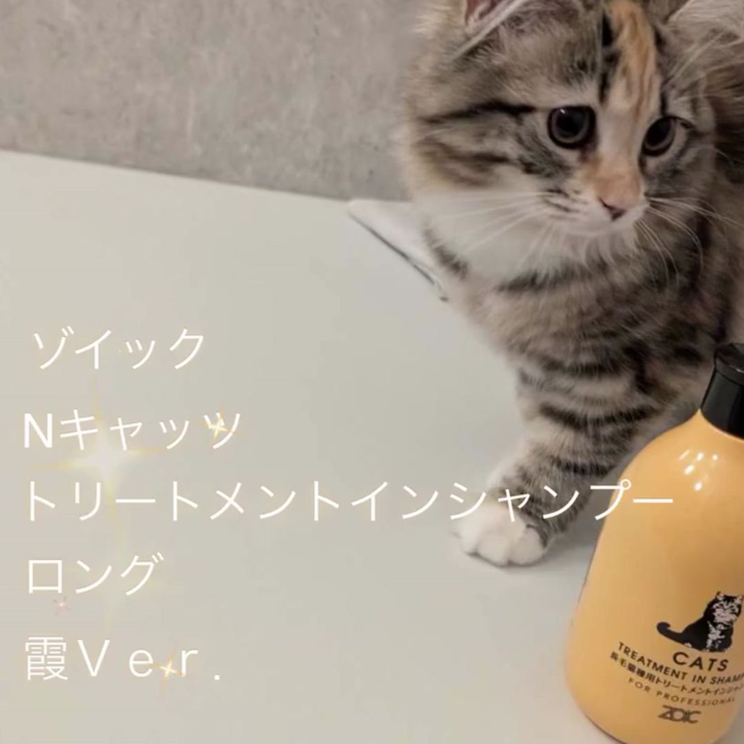 キャッツ アンバサダー ボイス