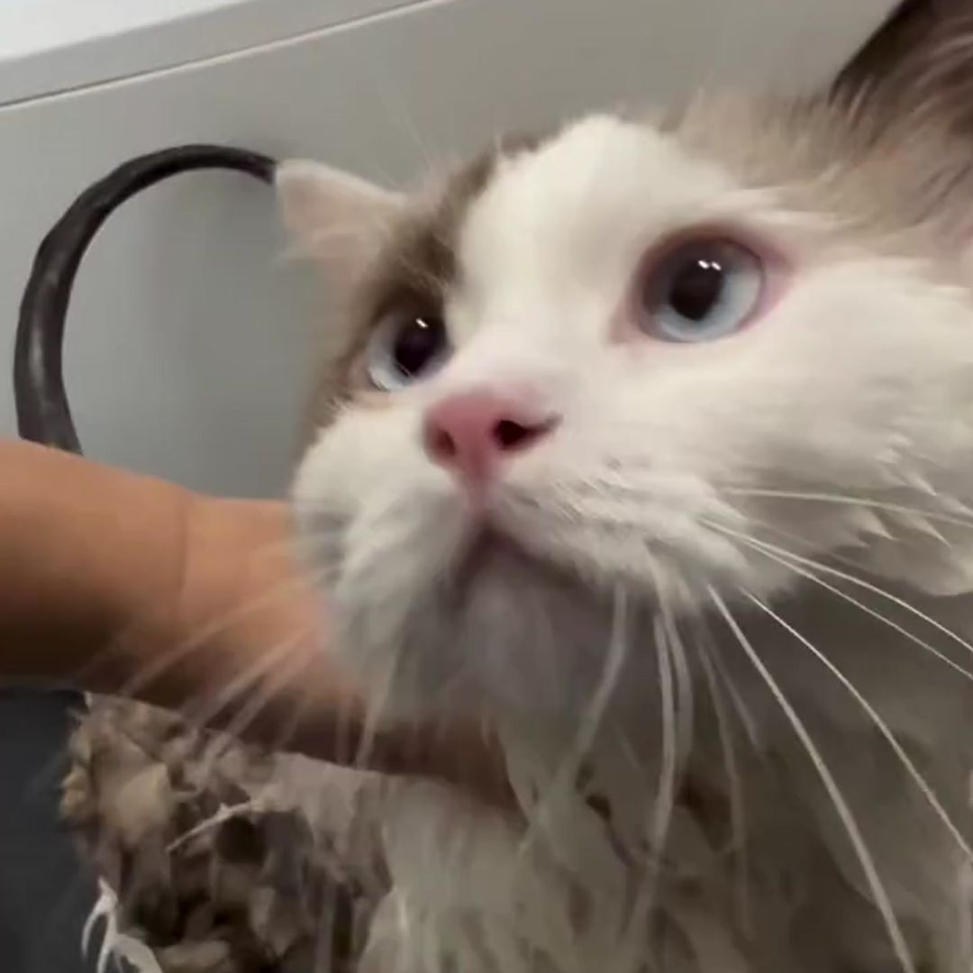 キャッツ アンバサダー ボイス