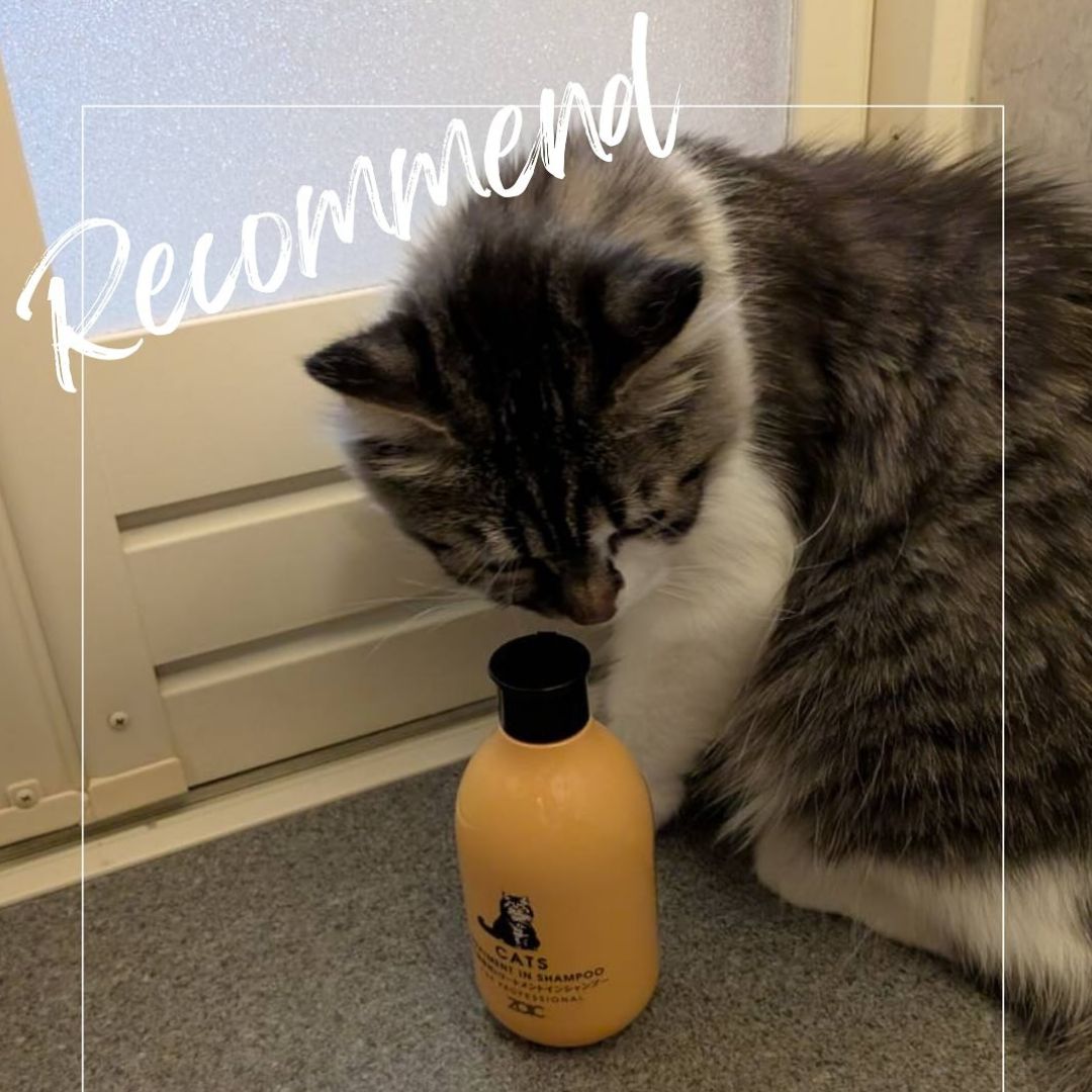 キャッツ アンバサダー ボイス