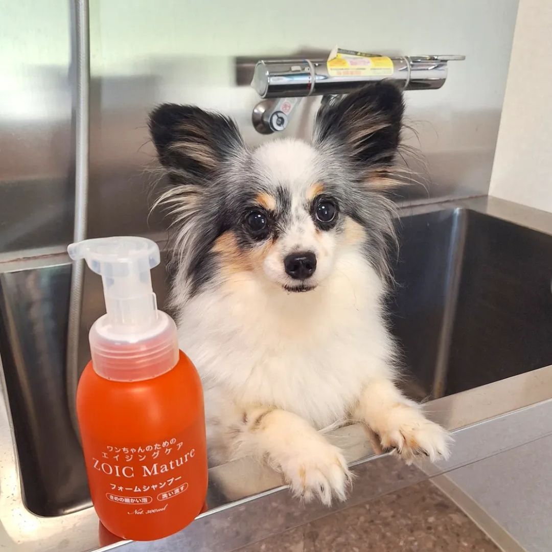 ゾイック マチュア アンバサダー ボイス