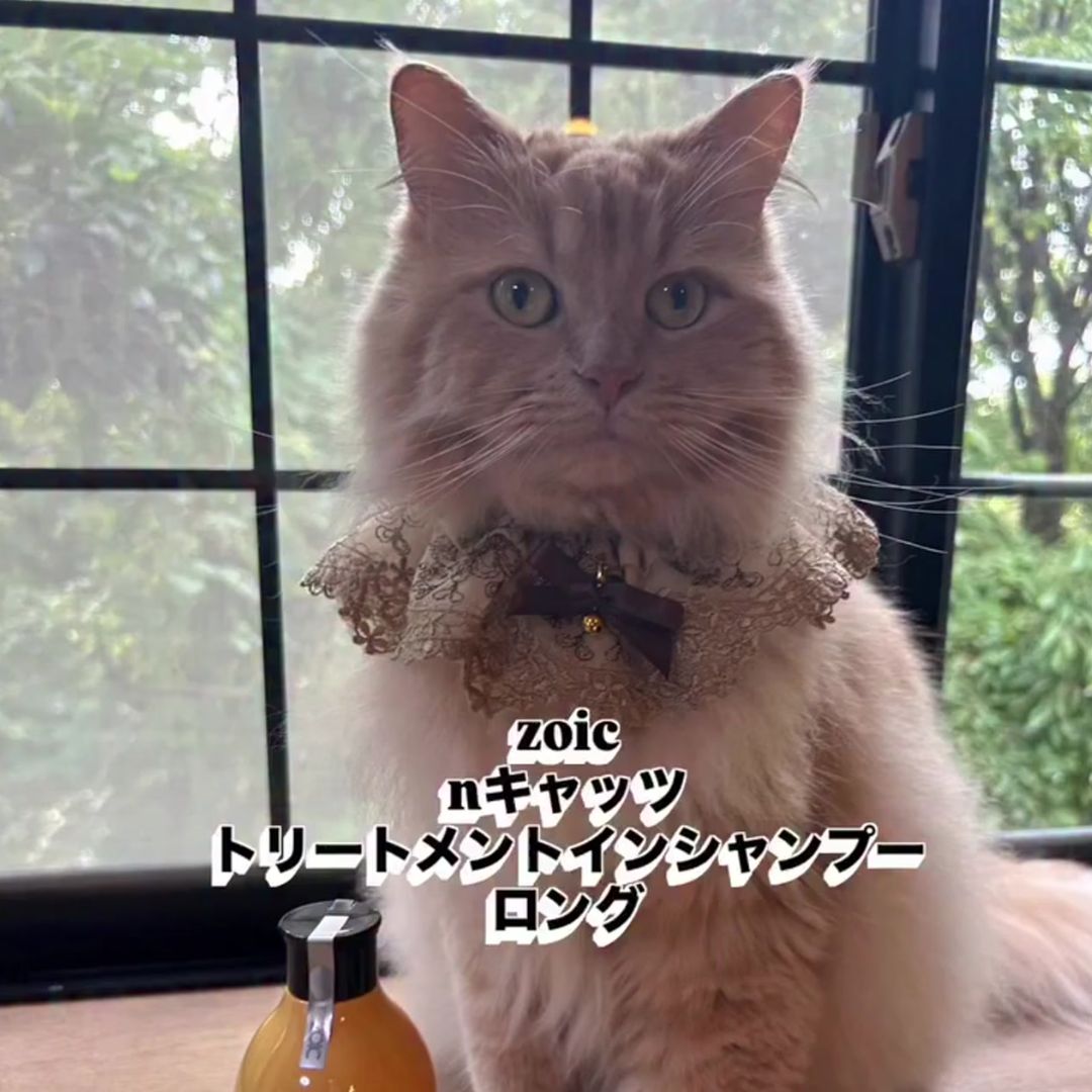 キャッツ アンバサダー ボイス