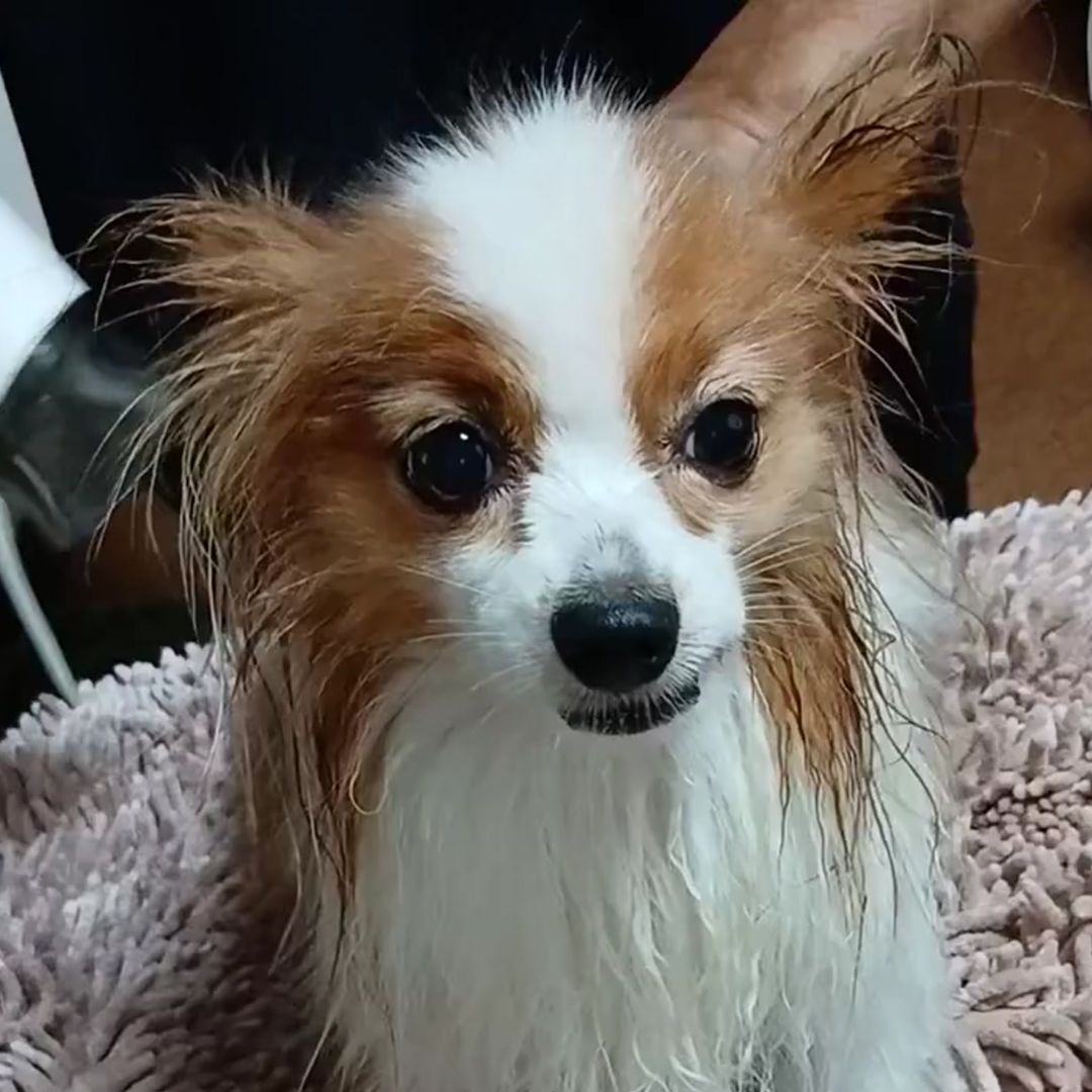 ゾイック マチュア アンバサダー ボイス