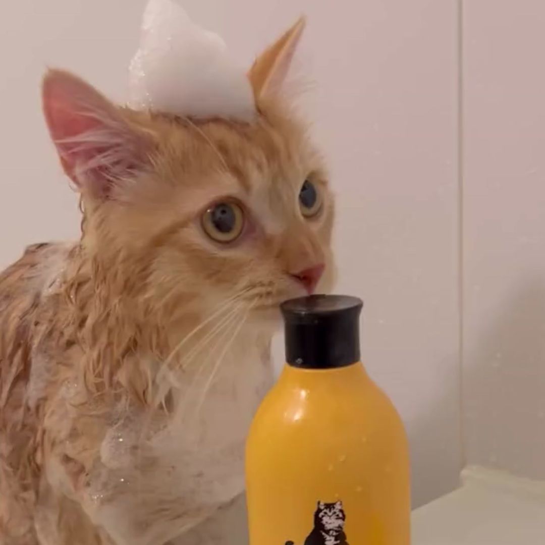 キャッツ アンバサダー ボイス