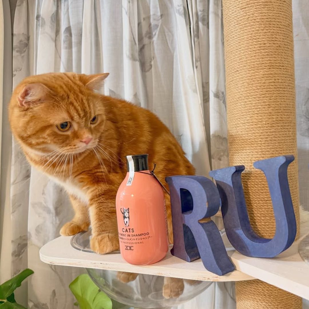 キャッツ アンバサダー ボイス