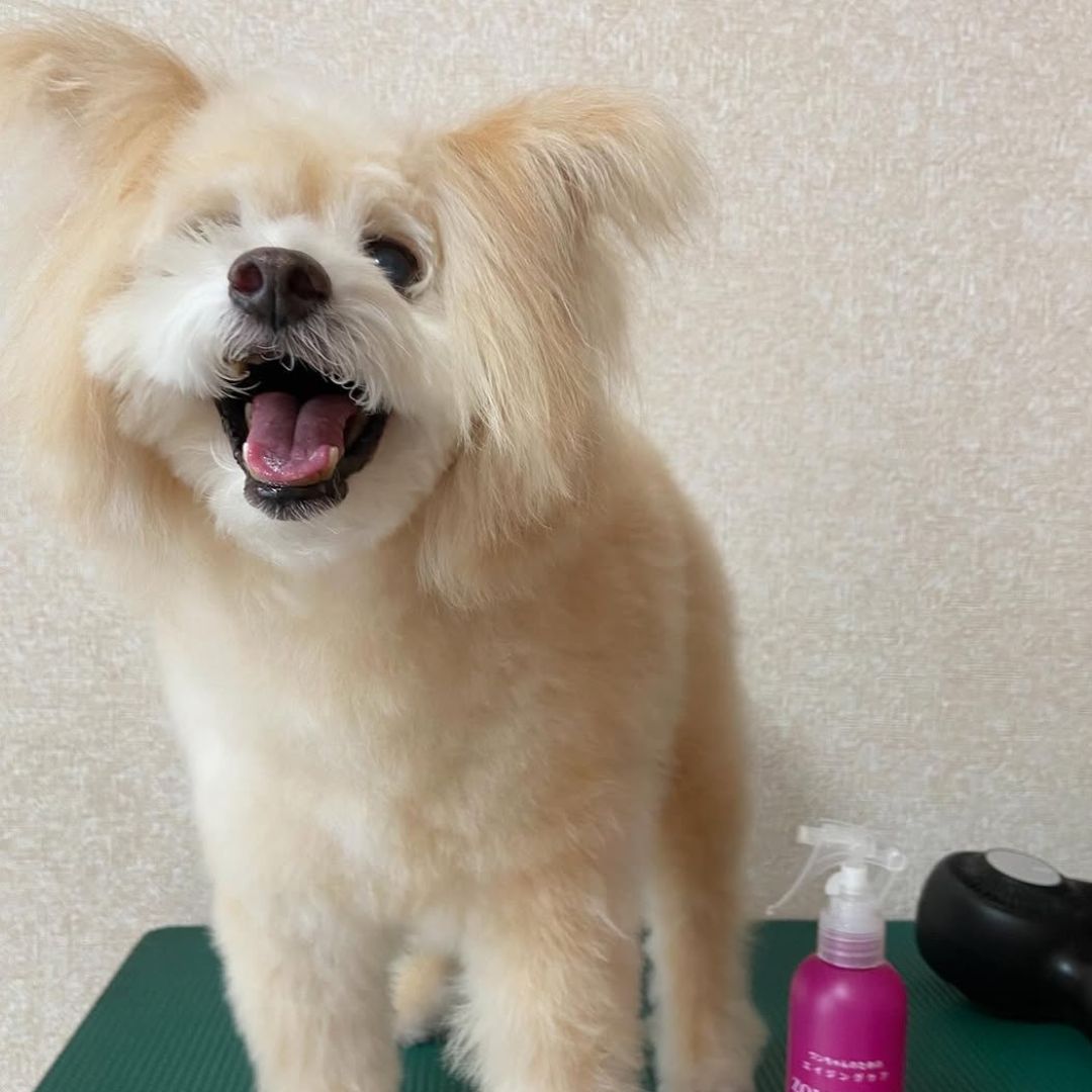 ゾイック マチュア アンバサダー ボイス