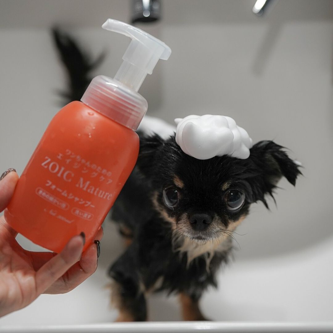 ゾイック マチュア アンバサダー ボイス