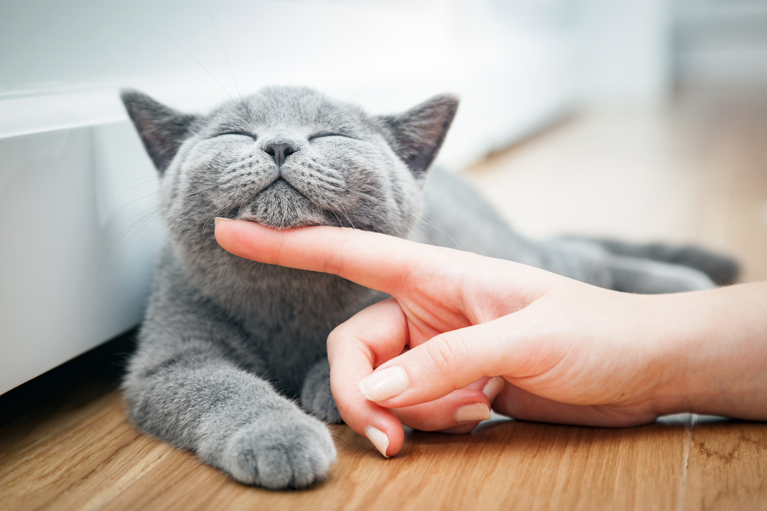 ねこちゃんと幸せに暮らすということ
