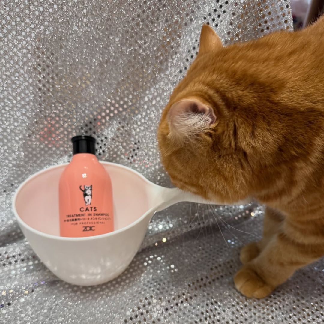 キャッツ アンバサダー ボイス