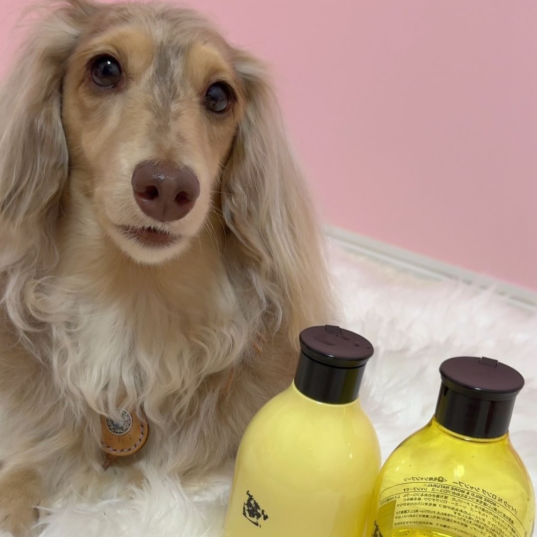 ゾイック N アンバサダー ボイス