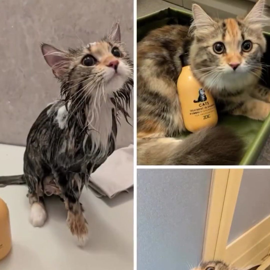 キャッツ アンバサダー ボイス