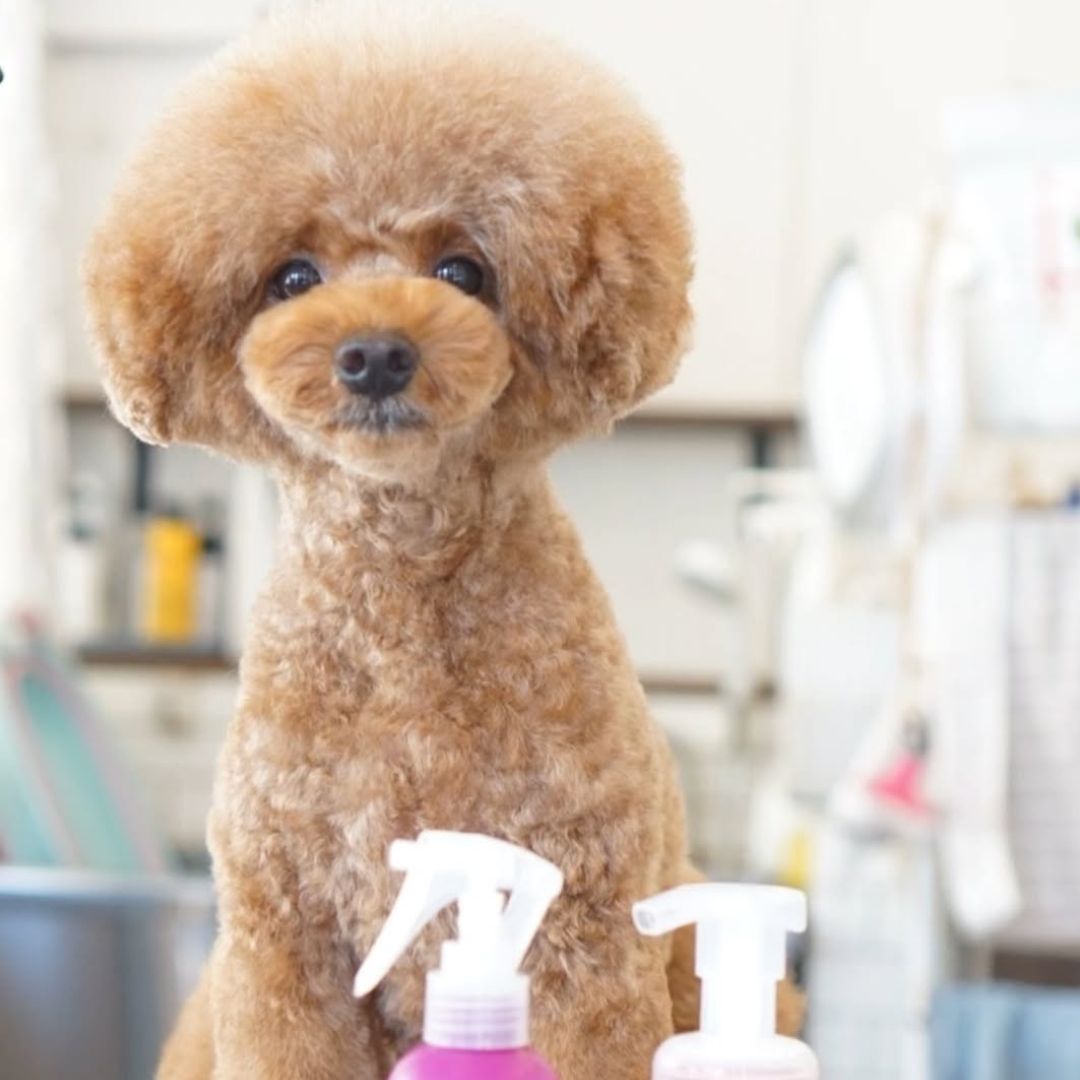 ゾイック マチュア アンバサダー ボイス