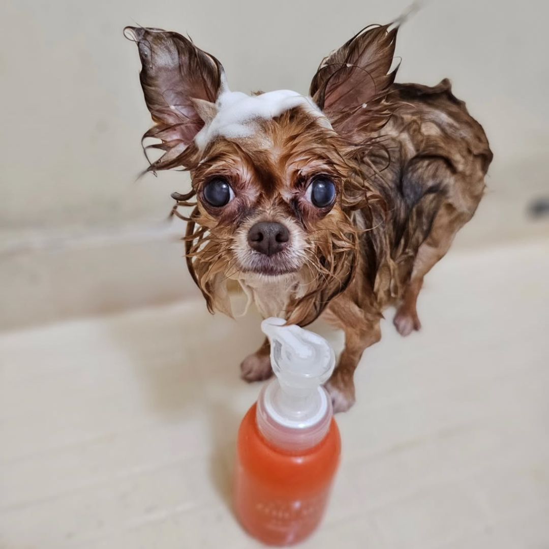 ゾイック マチュア アンバサダー ボイス