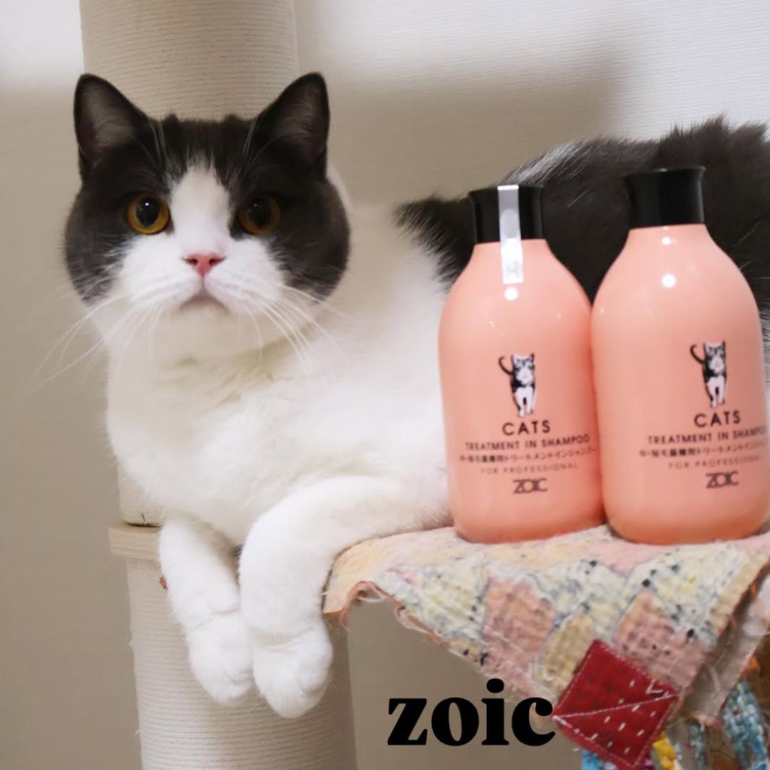 キャッツ アンバサダー ボイス