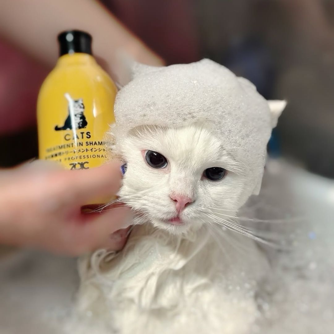 キャッツ アンバサダー ボイス